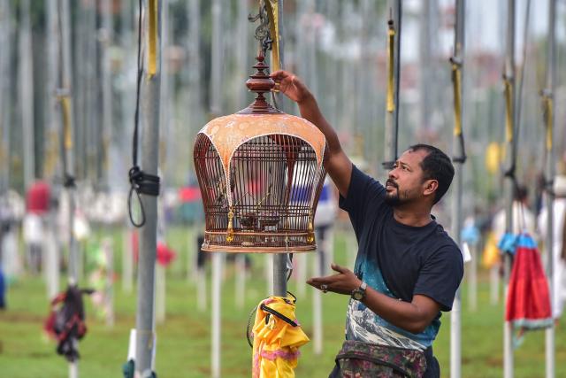 A man moves a cage with a dove during an annual bird singing competition competing for the Royal Trophy from Thai Princess Sirindhorn, in Thailand's southern province of Narathiwat on September 16, 2026. (Photo by Madaree TOHLALA / AFP)