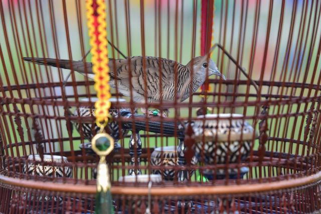 A dove sits in a cage during an annual bird singing competition competing for the Royal Trophy from Thai Princess Sirindhorn, in Thailand's southern province of Narathiwat on September 16, 2026. (Photo by Madaree TOHLALA / AFP)