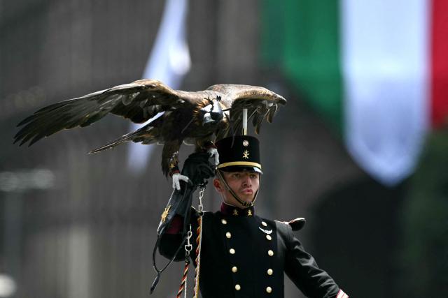 A member of Mexico's Armed Forces carries a golden eagle during the Independence Day military parade at Mexico City's Zocalo square on September 16, 2026. (Photo by Yuri CORTEZ / AFP)