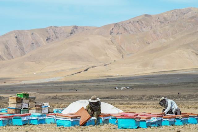 Afghan beekeepers wearing protective veil hats examine beehives in the Kishim district of Badakhshan province on September 16, 2026. (Photo by Omer ABRAR / AFP)