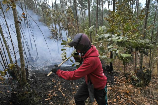 A resident helps control a fire on the southern side of Casitagua Hill, in northern Quito, on September 18, 2026. Firefighters battled wildfires sweeping through a forest in Ecuador's capital Quito on September 18, with authorities saying they had evacuated dozens of people. (Photo by Rodrigo BUENDIA / AFP)