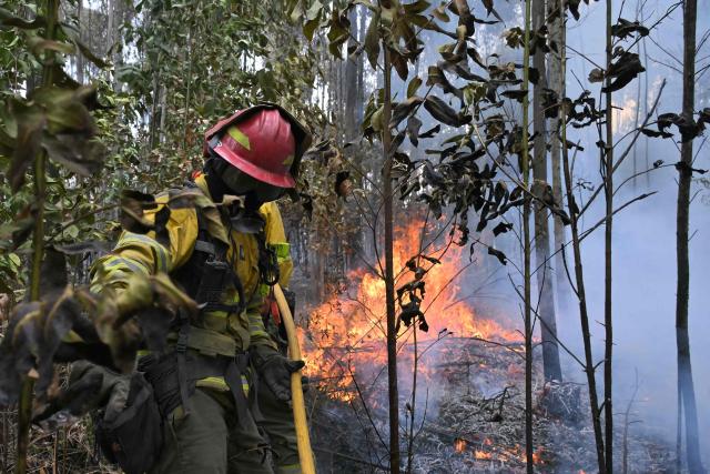 A firefighter works to control a fire on the southern side of Casitagua Hill, in northern Quito on September 18, 2026. Firefighters battled wildfires sweeping through a forest in Ecuador's capital Quito on September 18, with authorities saying they had evacuated dozens of people. (Photo by Rodrigo BUENDIA / AFP)