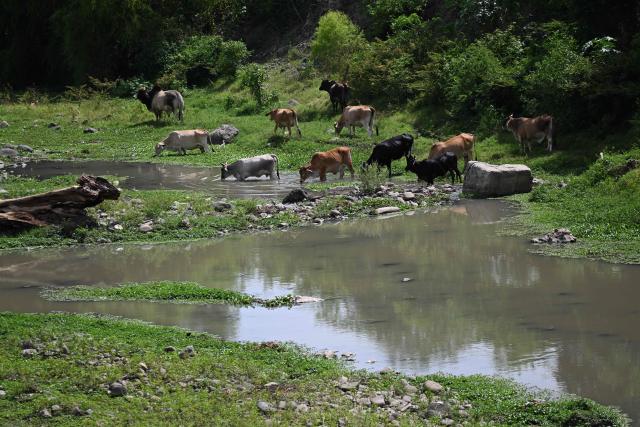 Livestock drinks water on the Ostua river in Asuncion Mita, Jutiapa, Guatemala on September 18, 2026. Communities and environmental organizations from Guatemala and El Salvador called on Guatemala's Public Prosecutor's Office to permanently close the operations of Era Dorada mining project four years after a municipal consultation rejected metal mining in the municipality. (Photo by Marvin RECINOS / AFP)
