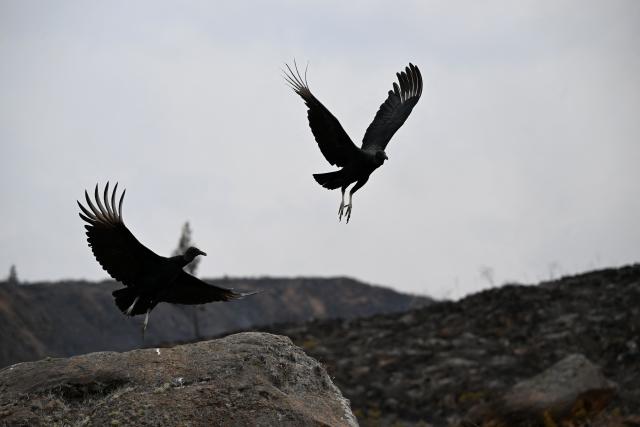Black vultures fly near a wildfire on Ritoque Hill in the municipality of Villa de Leyva, Boyaca department, Colombia, on September 21, 2026. (Photo by Raul ARBOLEDA / AFP)