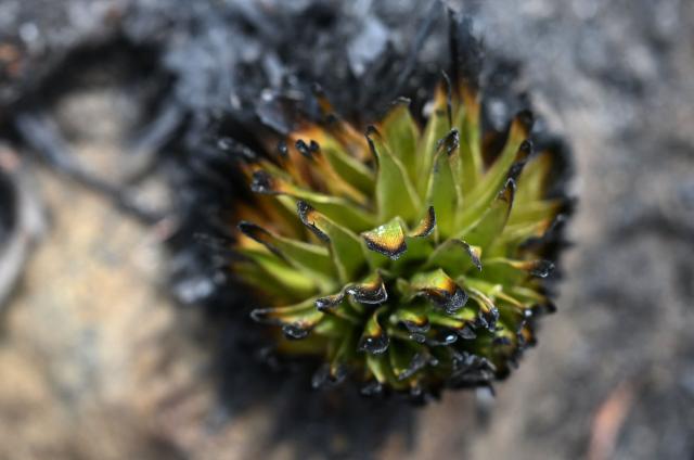 A charred plant is seen in an area affected by a wildfire on Ritoque Hill in the municipality of Villa de Leyva, Boyaca department, Colombia, on September 21, 2026. (Photo by Raul ARBOLEDA / AFP)