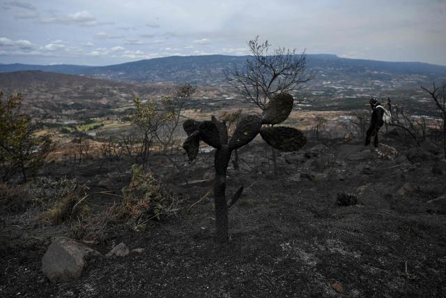 A volunteer stands in an area affected by a wildfire on Ritoque Hill in the municipality of Villa de Leyva, Boyaca department, Colombia, on September 21, 2026. (Photo by Raul ARBOLEDA / AFP)