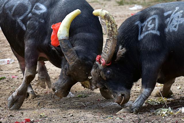 This picture shows two bulls fighting in Zaibian located in Congjiang County, in China's southwest Guizhou province on September 19, 2026. (Photo by CN-STR / AFP) / China OUT