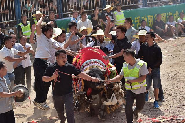 People celebrate a bull that won a bullfighting event in Zaibian located in Congjiang County, in China's southwest Guizhou province on September 19, 2026. (Photo by CN-STR / AFP) / China OUT