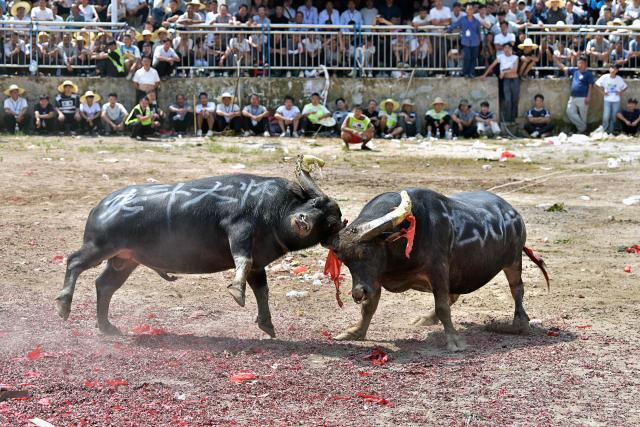 This picture shows two bulls fighting in Zaibian located in Congjiang County, in China's southwest Guizhou province on September 19, 2026. (Photo by CN-STR / AFP) / China OUT