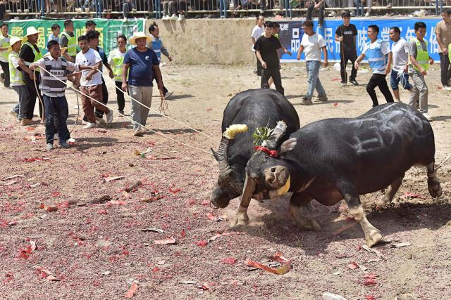 This picture shows two bulls fighting in Zaibian located in Congjiang County, in China's southwest Guizhou province on September 19, 2026. (Photo by CN-STR / AFP) / China OUT
