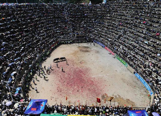 People watch a bullfight in Zaibian located in Congjiang County, in China's southwest Guizhou province on September 19, 2026. (Photo by CN-STR / AFP) / China OUT
