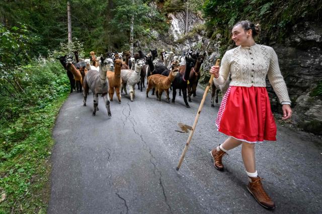 Alpacas (Lama pacos) of breeders Arnold and Toni Luginbuehl family and Uli Lippl follow a shepherdess as they are being moved to the valley at sunrise during the traditional "alpabzug" in German or "desalpe" in French, a Swiss festival to mark herds coming in from mountain pastures, in Griesalp aera above Kiental on September 22, 2026. Around seventy alpacas were herded down to the valley before being loaded onto a livestock truck and transported to their winter farm located in Aeschi near Spiez, in the Swiss Bernese Oberland. (Photo by Fabrice COFFRINI / AFP)