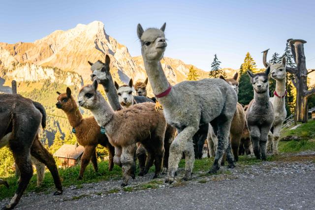 Alpacas (Lama pacos) of breeders Arnold and Toni Luginbuehl family and Uli Lippl are being moved to the valley at sunrise during the traditional "alpabzug" in German or "desalpe" in French, a Swiss festival to mark herds coming in from mountain pastures, in Griesalp aera above Kiental on September 22, 2026. Around seventy alpacas were herded down to the valley before being loaded onto a livestock truck and transported to their winter farm located in Aeschi near Spiez, in the Swiss Bernese Oberland. (Photo by Fabrice COFFRINI / AFP)