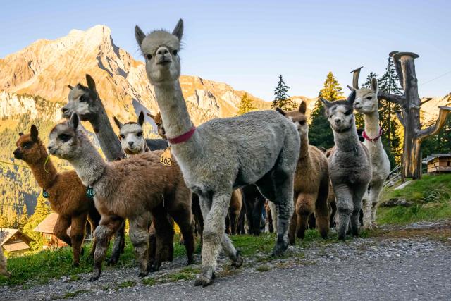 Alpacas (Lama pacos) of breeders Arnold and Toni Luginbuehl family and Uli Lippl are being moved to the valley at sunrise during the traditional "alpabzug" in German or "desalpe" in French, a Swiss festival to mark herds coming in from mountain pastures, in Griesalp aera above Kiental on September 22, 2026. Around seventy alpacas were herded down to the valley before being loaded onto a livestock truck and transported to their winter farm located in Aeschi near Spiez, in the Swiss Bernese Oberland. (Photo by Fabrice COFFRINI / AFP)