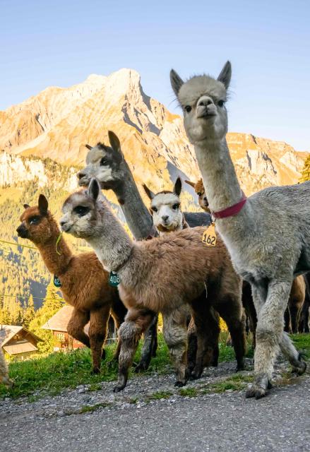 Alpacas (Lama pacos) of breeders Arnold and Toni Luginbuehl family and Uli Lippl are being moved to the valley at sunrise during the traditional "alpabzug" in German or "desalpe" in French, a Swiss festival to mark herds coming in from mountain pastures, in Griesalp aera above Kiental on September 22, 2026. Around seventy alpacas were herded down to the valley before being loaded onto a livestock truck and transported to their winter farm located in Aeschi near Spiez, in the Swiss Bernese Oberland. (Photo by Fabrice COFFRINI / AFP)