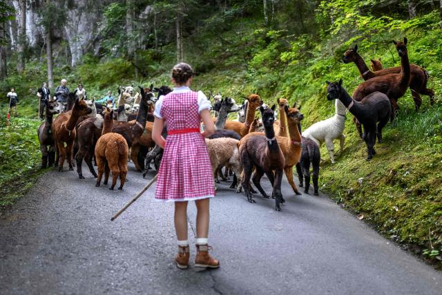 Alpacas (Lama pacos) of breeders Arnold and Toni Luginbuehl family and Uli Lippl follow a shepherdess as they are being moved to the valley at sunrise during the traditional "alpabzug" in German or "desalpe" in French, a Swiss festival to mark herds coming in from mountain pastures, in Griesalp aera above Kiental on September 22, 2026. Around seventy alpacas were herded down to the valley before being loaded onto a livestock truck and transported to their winter farm located in Aeschi near Spiez, in the Swiss Bernese Oberland. (Photo by Fabrice COFFRINI / AFP)