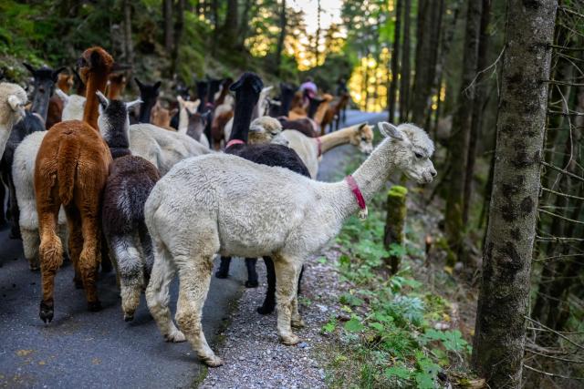 Alpacas (Lama pacos) of breeders Arnold and Toni Luginbuehl family and Uli Lippl follow a shepherdess as they are being moved to the valley at sunrise during the traditional "alpabzug" in German or "desalpe" in French, a Swiss festival to mark herds coming in from mountain pastures, in Griesalp aera above Kiental on September 22, 2026. Around seventy alpacas were herded down to the valley before being loaded onto a livestock truck and transported to their winter farm located in Aeschi near Spiez, in the Swiss Bernese Oberland. (Photo by Fabrice COFFRINI / AFP)