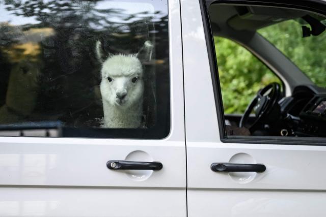 An alpaca (Lama pacos) of the breeders Arnold and Toni Luginbuehl family and Uli Lippl looks through the window of a van after being moved to the valley at sunrise during the traditional "alpabzug" in German or "desalpe" in French, a Swiss festival to mark herds coming in from mountain pastures, in Griesalp aera above Kiental on September 22, 2026. Around seventy alpacas were herded down to the valley before being loaded onto a livestock truck and transported to their winter farm located in Aeschi near Spiez, in the Swiss Bernese Oberland. (Photo by Fabrice COFFRINI / AFP)