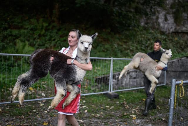 Alpacas (Lama pacos) of the breeders Arnold and Toni Luginbuehl family and Uli Lippl are loaded onto a livestock truck during the traditional "alpabzug" in German or "desalpe" in French, a Swiss festival to mark herds coming in from mountain pastures, in Griesalp aera above Kiental on September 22, 2026. Around seventy alpacas were herded down to the valley before being loaded onto a livestock truck and transported to their winter farm located in Aeschi near Spiez, in the Swiss Bernese Oberland. (Photo by Fabrice COFFRINI / AFP)