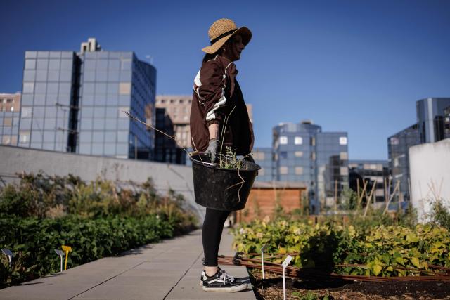 An urban farmer weeds a vegetable plot at "Ma Salade à Toit", an urban farming operation and restaurant located on the rooftop of the Arcades shopping centre in Noisy-le-Grand, in the eastern suburbs of Paris, on September 22, 2026. (Photo by Simon WOHLFAHRT / AFP)