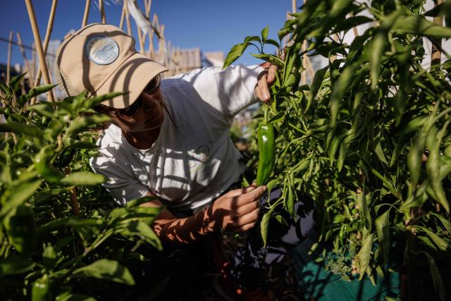 An urban farmer inspects a pepper at "Ma Salade à Toit", an urban farming operation and restaurant located on the rooftop of the Arcades shopping centre in Noisy-le-Grand, in the eastern suburbs of Paris, on September 22, 2026. (Photo by Simon WOHLFAHRT / AFP)