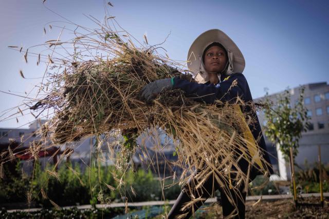 An urban farmer weeds a vegetable plot at "Ma Salade à Toit", an urban farming operation and restaurant located on the rooftop of the Arcades shopping centre in Noisy-le-Grand, in the eastern suburbs of Paris, on September 22, 2026. (Photo by Simon WOHLFAHRT / AFP)