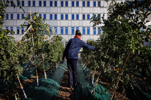 An urban farmer inspects tomatoes at "Ma Salade à Toit", an urban farming operation and restaurant located on the rooftop of the Arcades shopping centre in Noisy-le-Grand, in the eastern suburbs of Paris, on September 22, 2026. (Photo by Simon WOHLFAHRT / AFP)