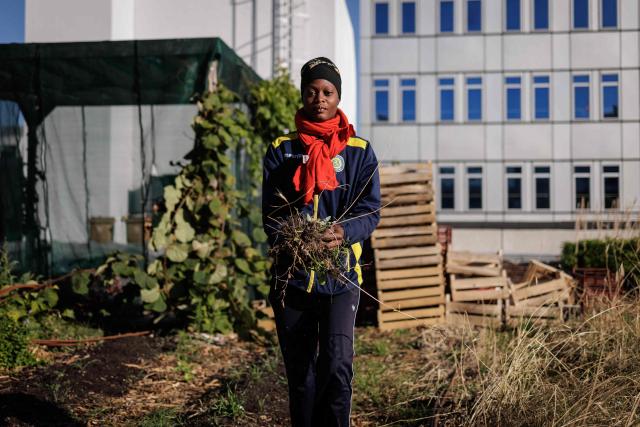 An urban farmer weeds a vegetable plot at "Ma Salade à Toit", an urban farming operation and restaurant located on the rooftop of the Arcades shopping centre in Noisy-le-Grand, in the eastern suburbs of Paris, on September 22, 2026. (Photo by Simon WOHLFAHRT / AFP)