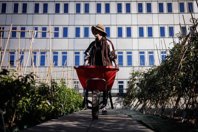 An urban farmer pushes a wheelbarrow at "Ma Salade à Toit", an urban farming operation and restaurant located on the rooftop of the Arcades shopping centre in Noisy-le-Grand, in the eastern suburbs of Paris, on September 22, 2026. (Photo by Simon WOHLFAHRT / AFP)