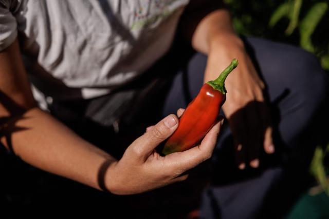 An urban farmer inspects a pepper at "Ma Salade à Toit", an urban farming operation and restaurant located on the rooftop of the Arcades shopping centre in Noisy-le-Grand, in the eastern suburbs of Paris, on September 22, 2026. (Photo by Simon WOHLFAHRT / AFP)