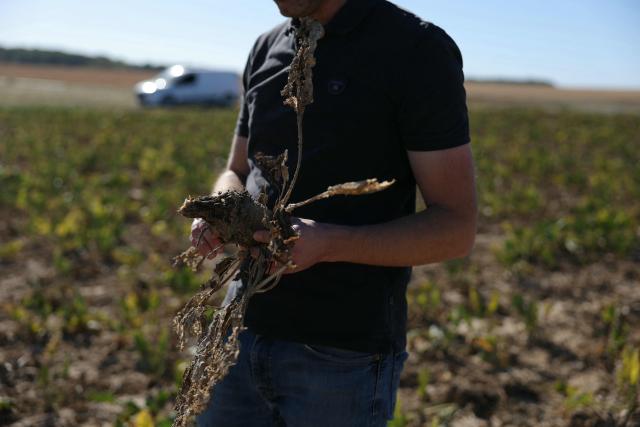 A farmer shows a sun-scorched sugar beet, withered and damaged with pests in his field in Maison-Rouge, east of Paris, on September 22, 2026. Cyrille Milard, who took over his parents’ farm several decades ago, stands in front of an earthy field where the sugar beets are rotting in the ground before they dry out. The harvest season for this large-scale crop runs from September to December—distinct from its cousin, the red beet, which is grown as a vegetable in market gardening. (Photo by Thomas SAMSON / AFP)
