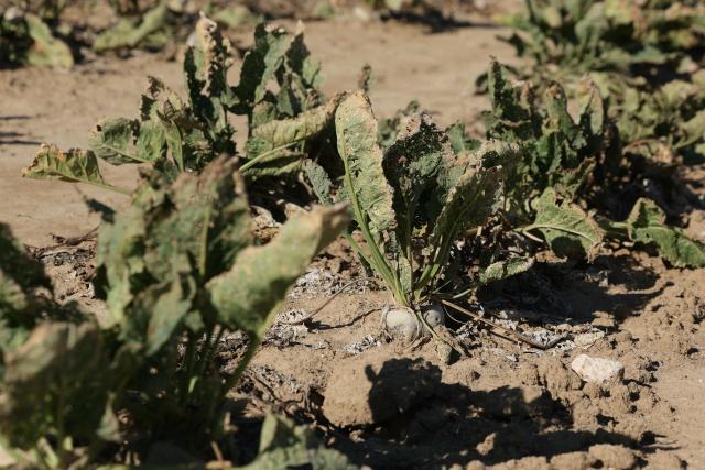 This photograph shows sun-scorched, withered and damaged with pests sugar beets in a field of Maison-Rouge, east of Paris, on September 22, 2026. Cyrille Milard, who took over his parents’ farm several decades ago, stands in front of an earthy field where the sugar beets are rotting in the ground before they dry out. The harvest season for this large-scale crop runs from September to December—distinct from its cousin, the red beet, which is grown as a vegetable in market gardening. (Photo by Thomas SAMSON / AFP)