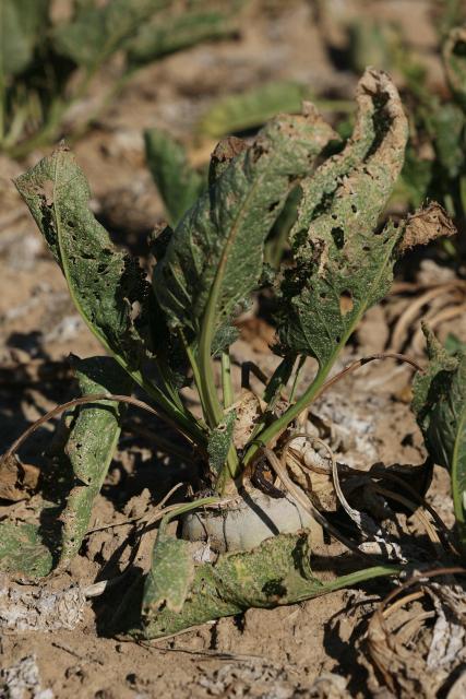 This photograph shows sun-scorched, withered and damaged with pests sugar beets in a field of Maison-Rouge, east of Paris, on September 22, 2026. Cyrille Milard, who took over his parents’ farm several decades ago, stands in front of an earthy field where the sugar beets are rotting in the ground before they dry out. The harvest season for this large-scale crop runs from September to December—distinct from its cousin, the red beet, which is grown as a vegetable in market gardening. (Photo by Thomas SAMSON / AFP)