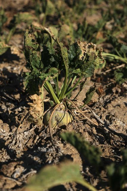 This photograph shows sun-scorched, withered and damaged with pests sugar beets in a field of Maison-Rouge, east of Paris, on September 22, 2026. Cyrille Milard, who took over his parents’ farm several decades ago, stands in front of an earthy field where the sugar beets are rotting in the ground before they dry out. The harvest season for this large-scale crop runs from September to December—distinct from its cousin, the red beet, which is grown as a vegetable in market gardening. (Photo by Thomas SAMSON / AFP)