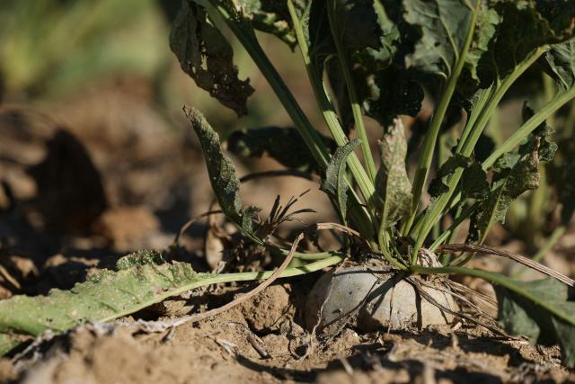 This photograph shows sun-scorched, withered and damaged with pests sugar beets in a field of Maison-Rouge, east of Paris, on September 22, 2026. Cyrille Milard, who took over his parents’ farm several decades ago, stands in front of an earthy field where the sugar beets are rotting in the ground before they dry out. The harvest season for this large-scale crop runs from September to December—distinct from its cousin, the red beet, which is grown as a vegetable in market gardening. (Photo by Thomas SAMSON / AFP)