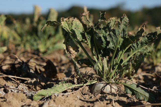 This photograph shows sun-scorched, withered and damaged with pests sugar beets in a field of Maison-Rouge, east of Paris, on September 22, 2026. Cyrille Milard, who took over his parents’ farm several decades ago, stands in front of an earthy field where the sugar beets are rotting in the ground before they dry out. The harvest season for this large-scale crop runs from September to December—distinct from its cousin, the red beet, which is grown as a vegetable in market gardening. (Photo by Thomas SAMSON / AFP)