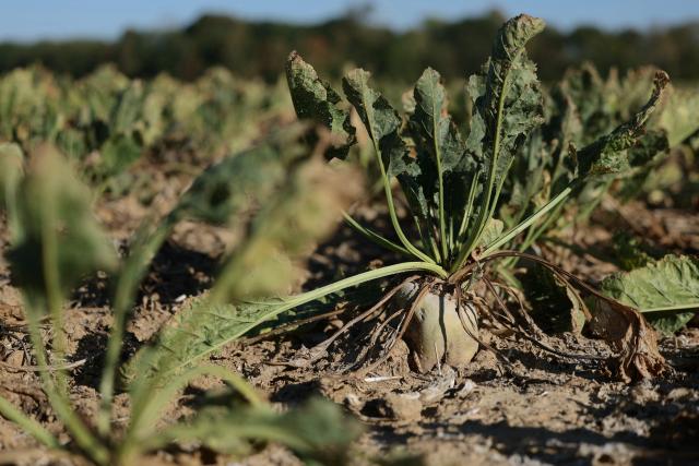 This photograph shows sun-scorched, withered and damaged with pests sugar beets in a field of Maison-Rouge, east of Paris, on September 22, 2026. Cyrille Milard, who took over his parents’ farm several decades ago, stands in front of an earthy field where the sugar beets are rotting in the ground before they dry out. The harvest season for this large-scale crop runs from September to December—distinct from its cousin, the red beet, which is grown as a vegetable in market gardening. (Photo by Thomas SAMSON / AFP)