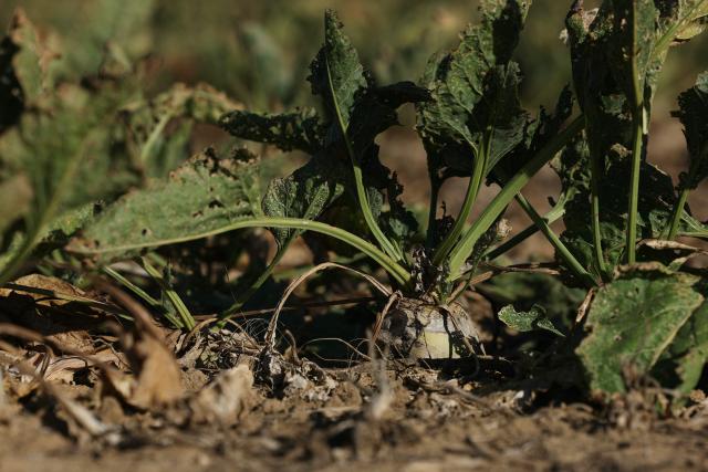 This photograph shows sun-scorched, withered and damaged with pests sugar beets in a field of Maison-Rouge, east of Paris, on September 22, 2026. Cyrille Milard, who took over his parents’ farm several decades ago, stands in front of an earthy field where the sugar beets are rotting in the ground before they dry out. The harvest season for this large-scale crop runs from September to December—distinct from its cousin, the red beet, which is grown as a vegetable in market gardening. (Photo by Thomas SAMSON / AFP)
