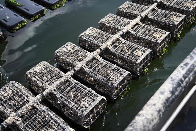 This photograph shows rotating oyster baskets in Bruinisse, The Netherlands, on September 24, 2026. (Photo by Jeroen Jumelet / ANP / AFP) / Netherlands OUT