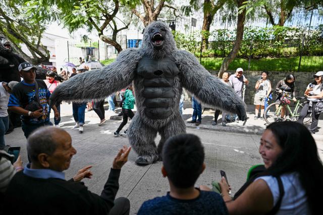A dancer wearing a King Kong costume performs during a "Convite," a traditional dance festival in Guatemala City on September 27, 2026. (Photo by Johan ORDONEZ / AFP)