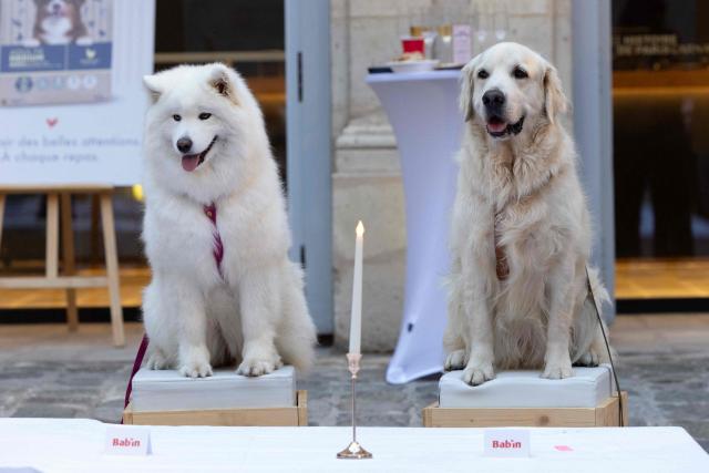 Dogs wait for their meal during the Grand Dinner for Dogs, organized by French chef Thierry Marx, at the Carnavalet Museum in Paris on September 28, 2026. (Photo by Xavier GALIANA / AFP)