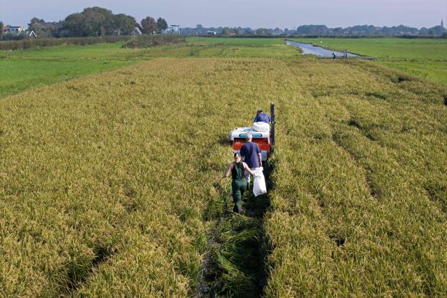 An aerial photograph shows rice being harvested mechanically in a polder in Oude Ade, the Netherlands, on September 29, 2026. According to researchers, rice cultivation could offer a solution to soil subsidence caused by the drying-out of the Dutch peat landscape. In the "Polderlab" project, groundwater levels are being raised to halt the drying-out of the peat and the resulting CO2 emissions. On wetter soil, rice can serve as an excellent crop, offering an alternative to conventional agriculture in the peat meadow area. (Photo by Olaf Kraak / ANP / AFP)