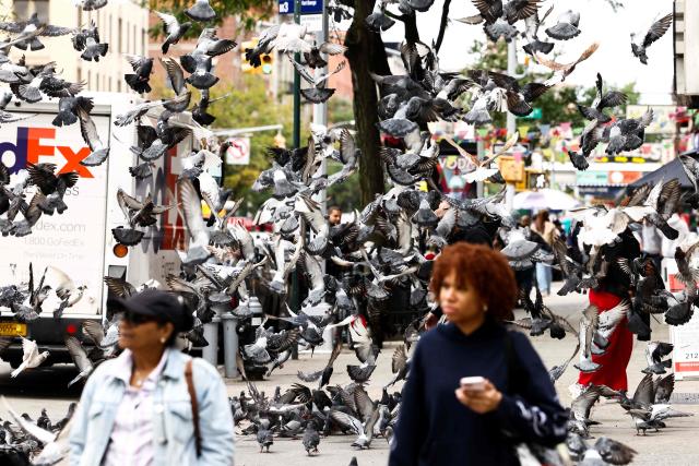 A flock of pigeons is seen in the Washington Heights area in the Manhattan borough of New York City on September 29, 2026. (Photo by CHARLY TRIBALLEAU / AFP)