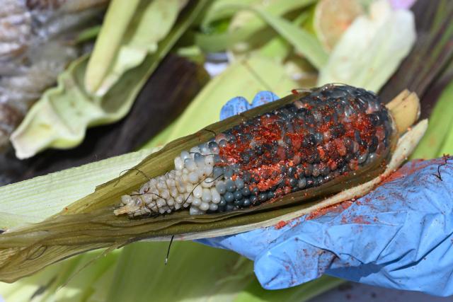 A corn producer sprinkles chilli powder onto an ear of corn offered to visitors during National Corn Day celebrations at the Zocalo in Mexico City on September 29, 2026. The Mexican government, together with farmers, peasant organisations and civil society groups, is showcasing products derived from Mexico's 64 native maize varieties, considered a symbol of national identity and cultural heritage. (Photo by Yuri CORTEZ / AFP)