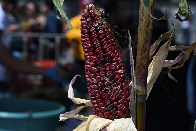An ear of red corn is displayed at a stall featuring corn-based products during National Corn Day celebrations at the Zocalo in Mexico City on September 29, 2026. The Mexican government, together with farmers, peasant organisations and civil society groups, is showcasing products derived from Mexico's 64 native maize varieties, considered a symbol of national identity and cultural heritage. (Photo by Yuri CORTEZ / AFP)