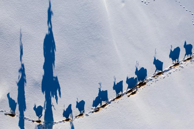 (FILES) This aerial view shows reindeers from the Vilhelmina Norra Sameby Sami community, as they move at their winter season location on February 3, 2020 near Ornskoldsvik in northern Sweden. A Swedish truth commission on September 30, 2026 urged the state to apologise for injustices committed against its indigenous Sami people, including assimilation programmes, and provide compensation and redress. The Truth Commission for the Sami People said it would present 71 proposals to the government, authorities, museums and Church of Sweden "to acknowledge and take responsibility, compensate for the human rights of the Sami people and find a way forward based on equality and respect for the human rights of the Sami people". (Photo by Jonathan NACKSTRAND / AFP)