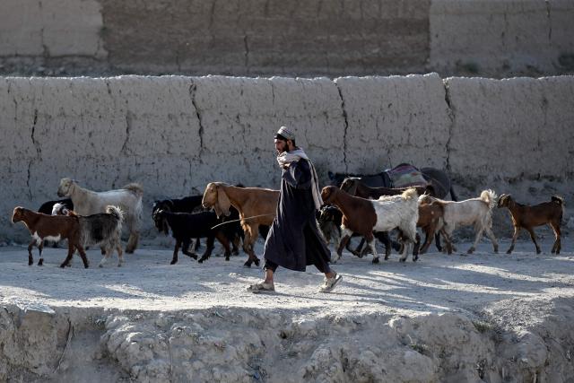 An Afghan shepherd walks with a flock of sheep along a street in Kolcha Abad village in the Dand district of Afghanistan's Kandahar province on September 30, 2026. (Photo by Sanaullah SEIAM / AFP)