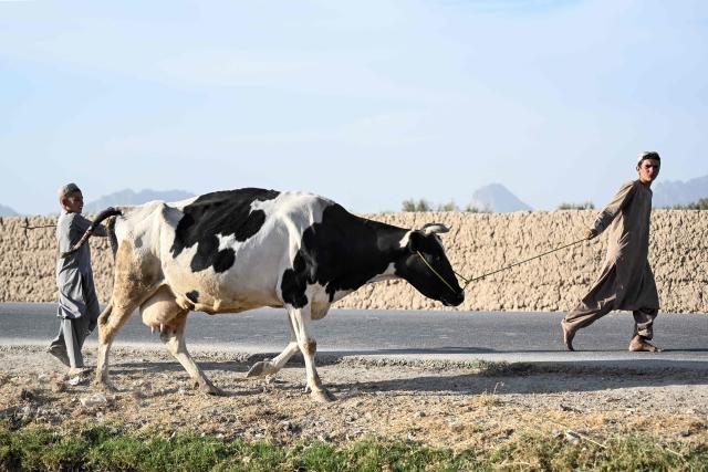 Afghan boys pull a cow along a street in Qasam Pul village, in the Dand district of Afghanistan's Kandahar province on September 30, 2026. (Photo by Sanaullah SEIAM / AFP)
