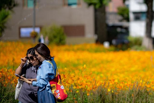 Visitors check their mobile phone in front of a field of cosmos flowers at the Yeolrin Songhyeon Green Square in Seoul on October 1, 2026. (Photo by Philip FONG / AFP)