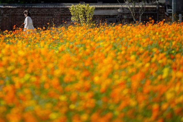 A visitor poses in front of a field of cosmos flowers at the Yeolrin Songhyeon Green Square in Seoul on October 1, 2026. (Photo by Philip FONG / AFP)